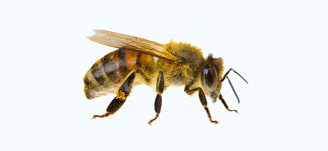 Bee Image